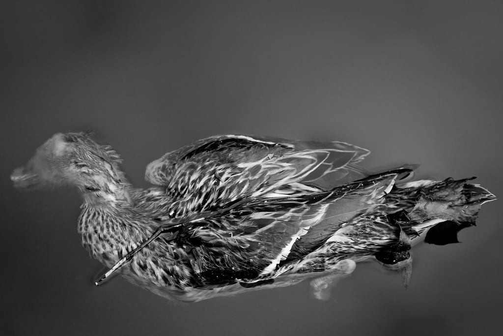 Animal remains disposal and carcass removal service