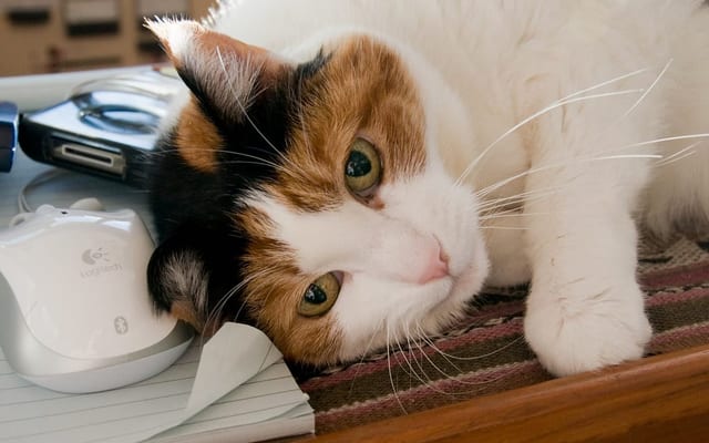 Pet hoarding cleanup and animal waste remediation team